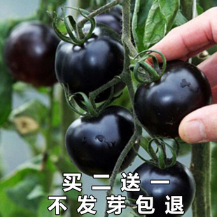 四季 盆栽黑珍珠番茄种子黑宝石樱桃黑番茄黑美人水果迷你番茄种籽