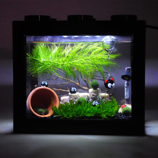 海藻球微景观生态缸室内桌面趣味鱼缸水培植物球藻小盆栽创意礼物