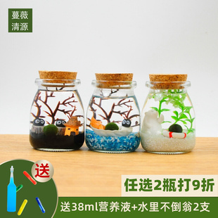 包邮 海藻球微景观生态瓶水培球藻创意迷你植物桌面玻璃瓶盆栽礼物