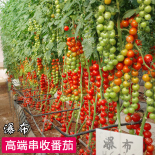瀑布番茄种子四季 圣女果春季 小西红柿苗千禧籽季 农家盆栽蔬菜种孑