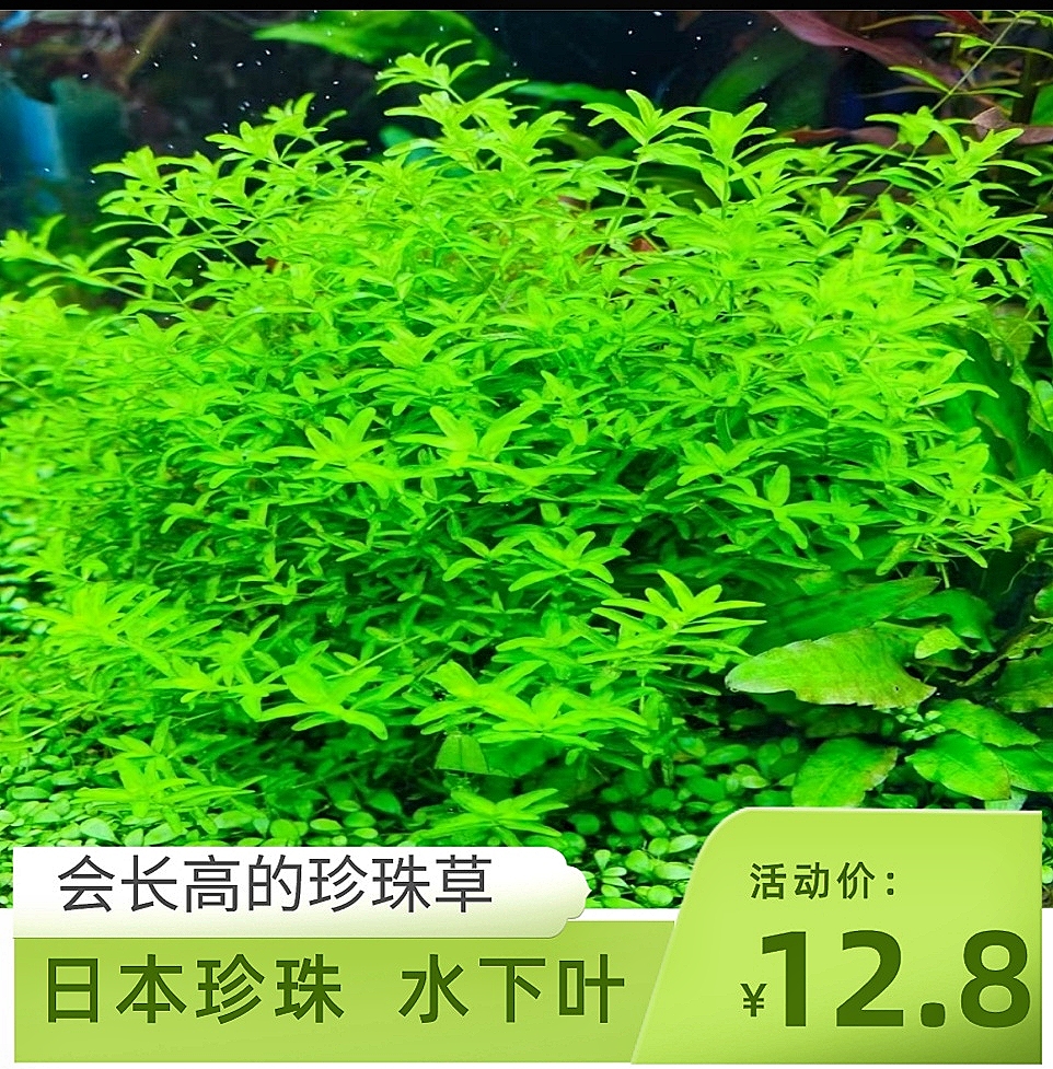 日本珍珠水草鱼缸中后景鱼缸淡水 活体无需二氧化碳草缸造景新手