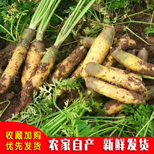 山西黄胡萝卜蔬菜新鲜生吃农产品水果脆大萝卜手抓饭专用现挖5斤