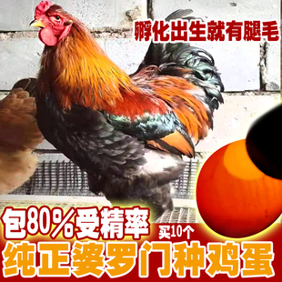 包邮 顺丰空运梵天鸡精品珍禽孵小鸡巨型鸡 婆罗门鸡种蛋受精卵5枚
