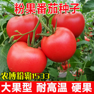 正品 大果粉果番茄种子农博粉霸1533夏季 秋季 抗TY耐热耐裂西红柿籽