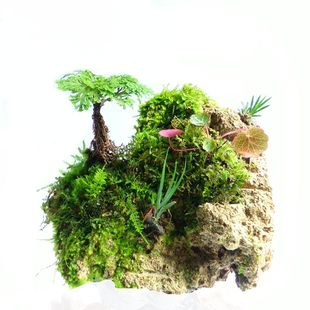 包邮 吸水石植物卷柏附石菖蒲盆景苔藓假山水陆缸雨林造景绿植专用