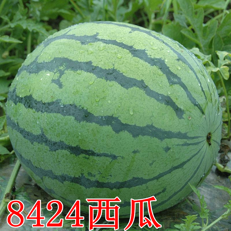 早佳8424西瓜种子麒麟王西瓜籽早熟超甜特大懒汉高产红瓤苗秧基地