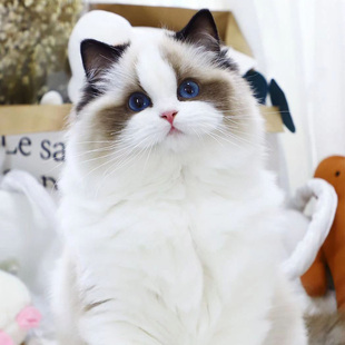 布偶猫幼猫纯种猫咪幼崽海双蓝双仙女猫宠物猫小猫活物赛级布偶猫