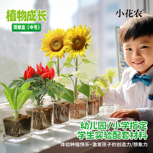 儿童植物种植观察盒日记根系生长小盆栽罐头迷你种子发芽透明套装