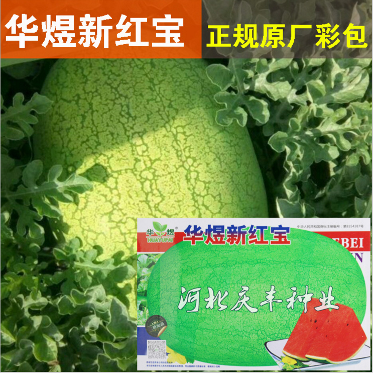 新红宝西瓜 抗重茬懒汉西瓜种子 特大巨型西瓜 菜园家庭西瓜种子