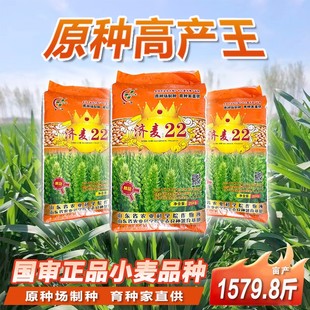 国审济麦22小麦种子 优质强筋大田冬小麦籽高产矮秆抗倒大穗原种
