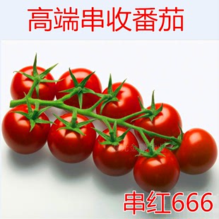 串红666 圣女果种子 特色西红柿种籽 串收番茄种子 樱桃番茄种子