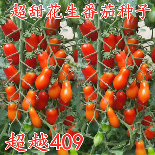 花生番茄种子超甜小西红柿种籽特色圣女果樱桃番茄种苗子超越409