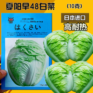 包邮 日本进口抗病 夏阳早48 大白菜种籽 耐热 50白菜种子 高产