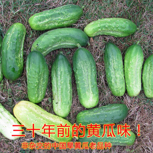 夏秋四季 蔬菜种籽孑 中国老品种旱黄瓜水果黄瓜种子地黄瓜种孑春季