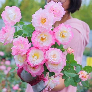 花苗庭院阳台植物玫瑰花卉盆栽 日系灌木月季 花园 惠惠 六翼天使
