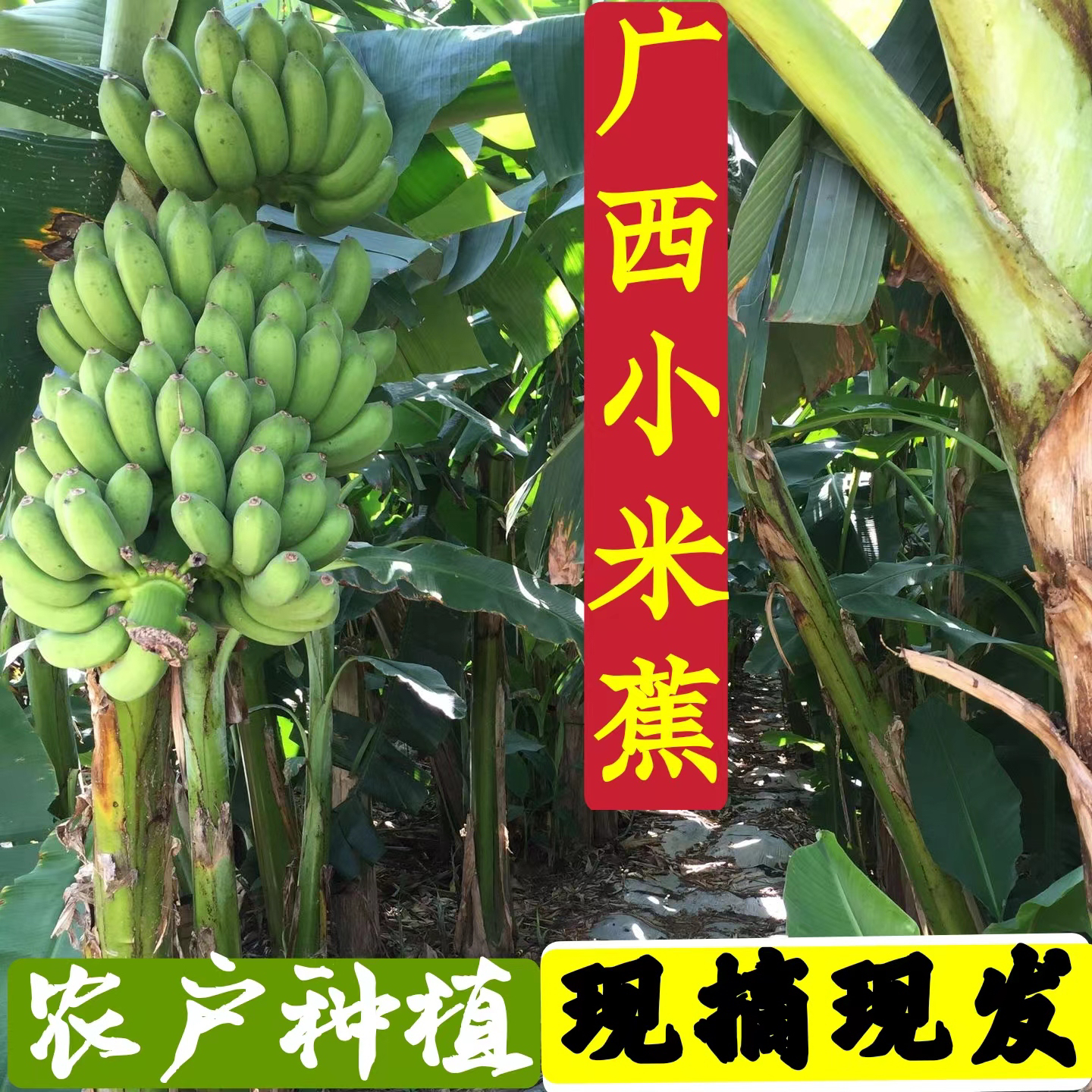 广西小米蕉南宁鸡蕉5 9斤酸甜爽口现摘现发原生态自然熟生青蕉
