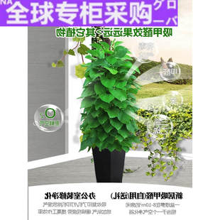 日本新款 绿萝室内盆栽办公室大型绿植花卉绿萝盆栽大盆吸除甲醛好