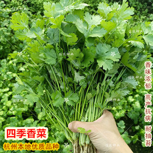 四季 香菜种子 春播秋播抗寒大叶芫荽种子 全年耐抽苔杭州本地菜籽
