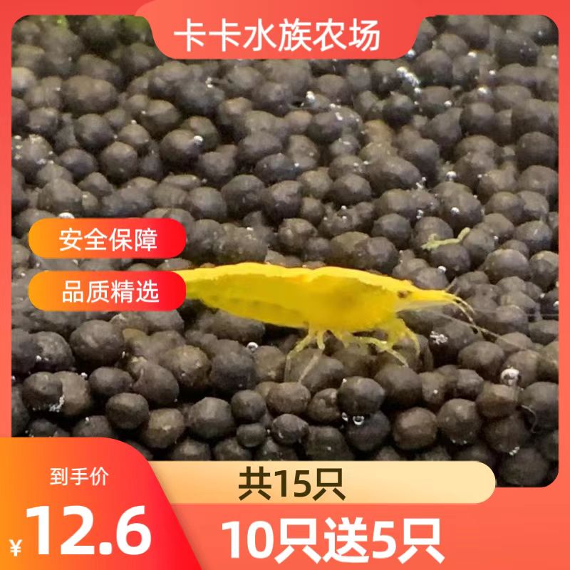 台湾进口黄金米虾台湾稀有高端米虾宠物虾观赏虾清洁虾除藻虾草缸