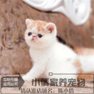 出售赛级纯种异国短毛猫加菲猫幼猫活体黄白家菲猫一线脸n