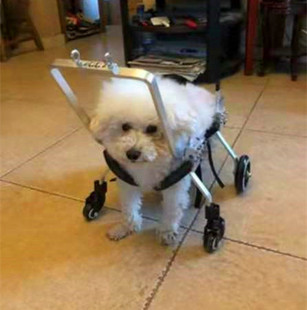 老年狗轮椅前肢四轮宠物偏瘫狗车前腿残疾车全身四肢瘫痪狗辅助车