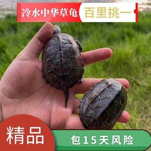 中华草龟金线草龟冷水龟外塘大小龟活体宠物长寿好养耐活乌龟活物