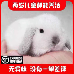 网红宠物兔子霜白垂耳兔活物白色侏儒兔长不大适合小孩子养 宠物