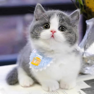 石家庄猫舍英短蓝猫幼猫纯种蓝白猫美短银渐层加菲猫金吉拉布偶猫