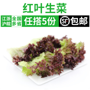 新鲜红叶生菜250g 紫叶生菜罗莎红西餐蔬菜沙拉食材健身轻食配菜