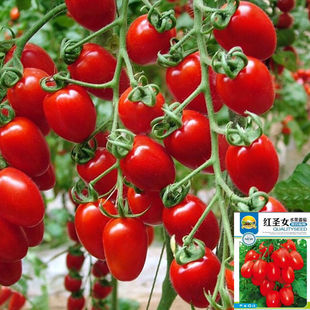 瀑布小番茄种子种籽圣女果樱桃西红柿种子四季 盆栽蔬菜种子番茄种