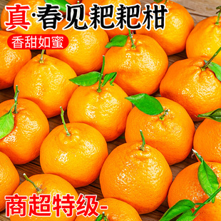 四川特级春见耙耙柑10斤新鲜粑粑柑橘子甜当季 整箱水果丑柑桔 包邮
