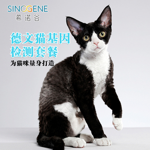 活猫德文猫遗传病基因检测品种套餐