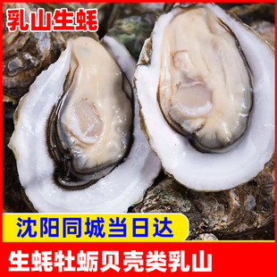 鲜活生蚝贝壳海鲜水产牡蛎扇贝一份约1斤装 辽宁沈阳同城节日送人