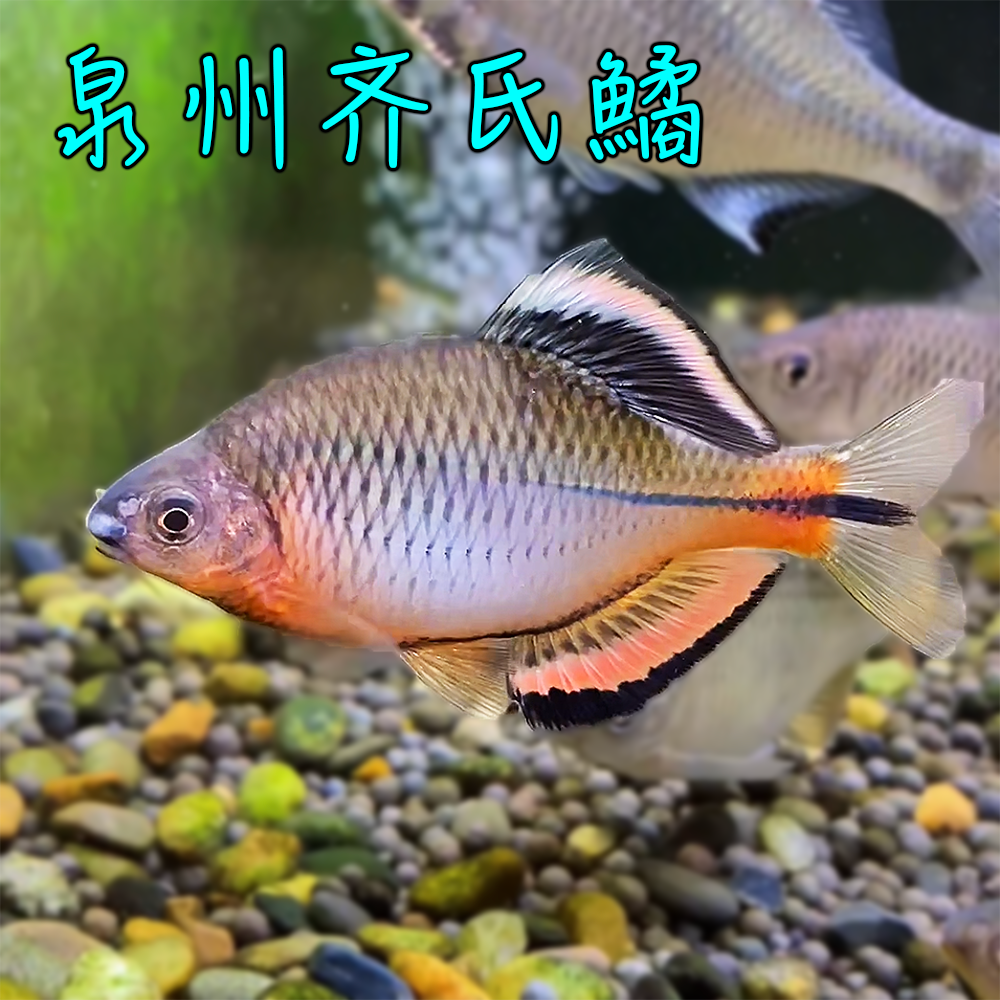 泉州齐氏鱊中国原生冷水观赏鱼稀有鳑鲏小型淡水鱼冬天不用加温