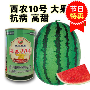 西瓜种子西农10号杨凌高科西瓜育苗高产大果抗重茬品种