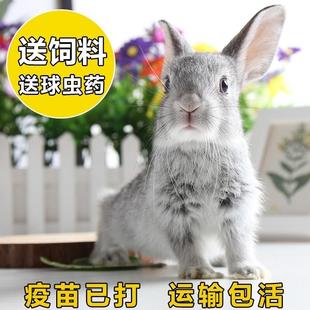 厂家兔子活物小型宠物白兔侏儒兔迷你长不大兔子宠物兔兔垂耳