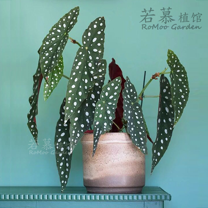 直播间 波点竹节类 Begonia 鳟鱼秋海棠 maculata