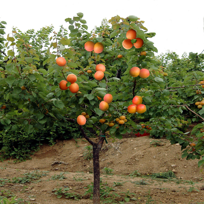 杏树嫁接苗特大果树苗新品 种盆栽地栽当年结果杏子南方北方种植甜