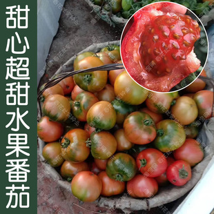 甜心水果番茄种子 春夏四季 播酸甜多汁西红柿籽 阳台盆栽蔬菜易种