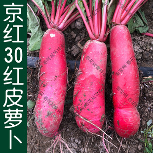 京红30红皮白肉水萝卜种子 春季 播蔬菜籽 产量高易种植盆栽菜园孑
