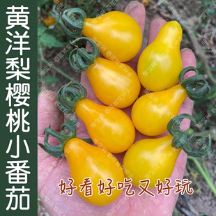 香甜黄洋梨水果小番茄种子 春秋四季 播蔬菜柿子籽 阳台盆栽菜园孑