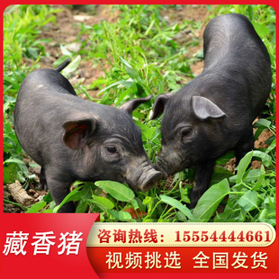 纯种藏香猪幼崽一对小香猪仔活苗大型种猪农家散养成年黑猪崽活猪