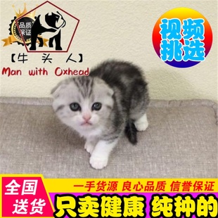 美短折耳猫美短加白幼猫活体纯种美国短毛猫起司猫上海猫舍出售