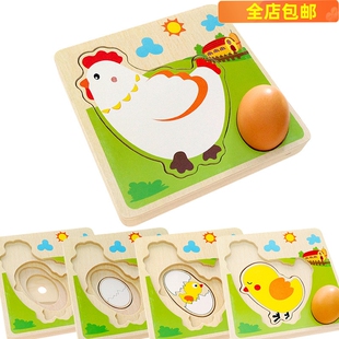 MG03 幼儿园学前教育早教玩具 小鸡母鸡成长下蛋过程拼图拼板5