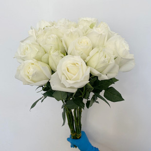 新鲜洁白玫瑰花束大头白色玫瑰鲜切花带香味坦尼克北京同城速递