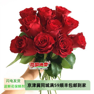 进口红玫瑰罗德室内水养情人节七夕生日表白鲜花礼物北京同城速递