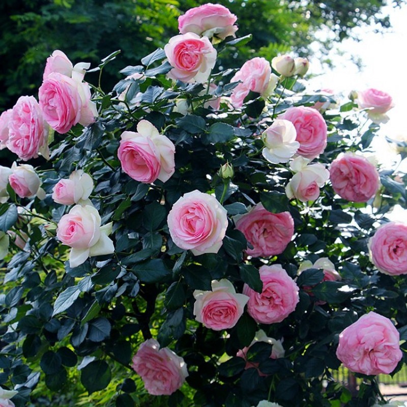 蔷薇玫瑰藤本欧月爬藤花苗植物多季 节开花庭院阳台绿植 中大苗月季