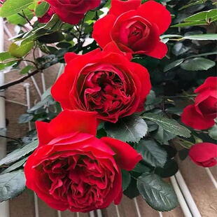开花重瓣红色大苗庭院阳台玫 四季 沙海园艺 佛罗伦蒂娜爬藤月季