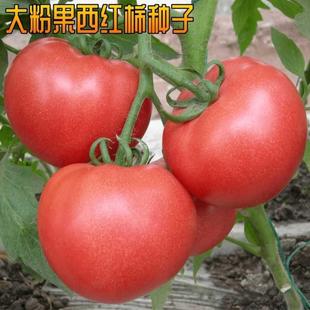 种子番茄大西高产水果红柿菜籽 四季 播种阳台蔬菜种子 非转基因包