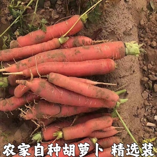 小红萝卜农家自种沙地迷你水果甜胡萝卜泡菜腌菜湖北新鲜胡萝卜